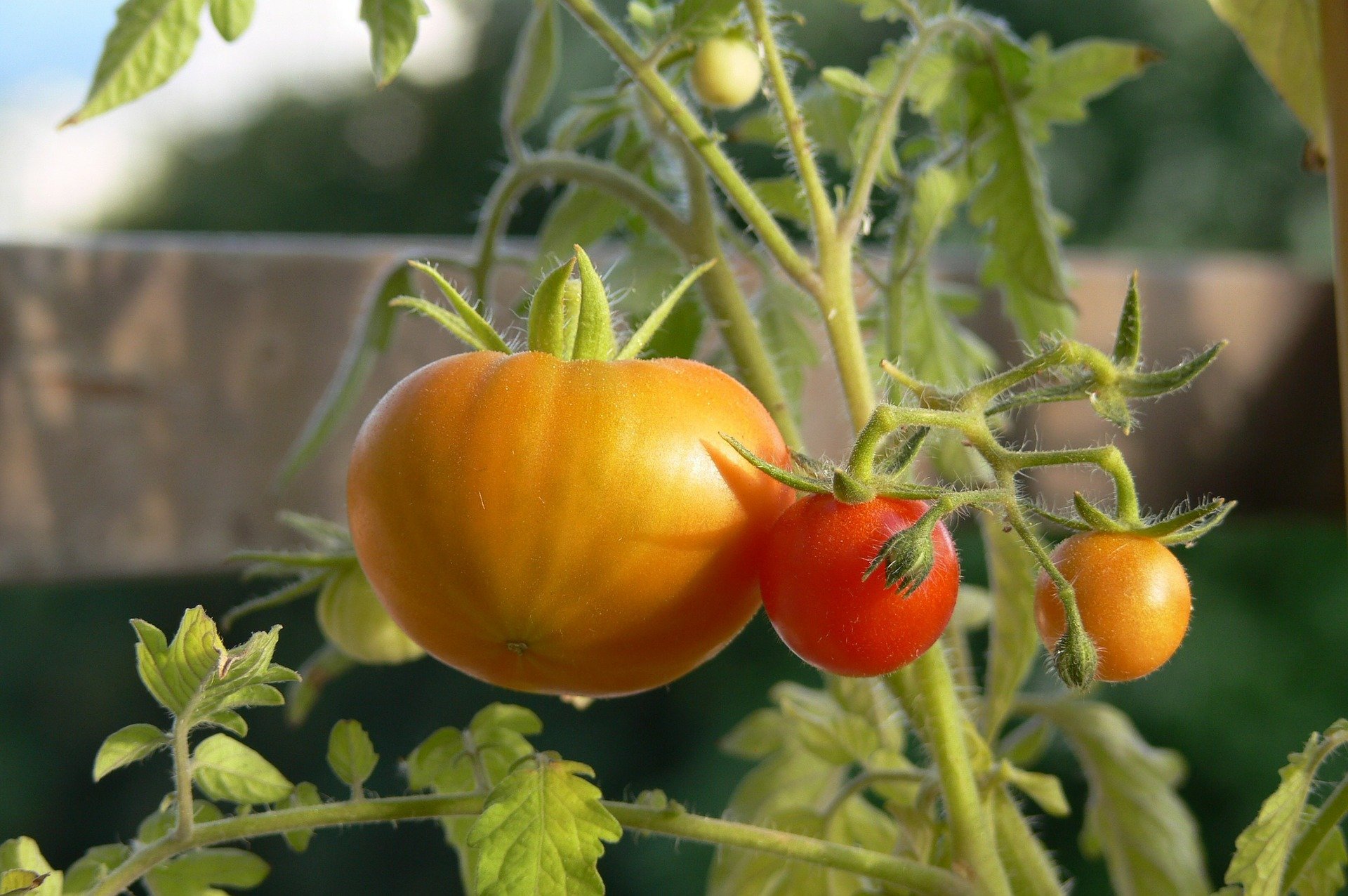 potager à Neuilly-sur-Seine