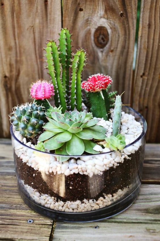 terrarium cactus - King Matériaux