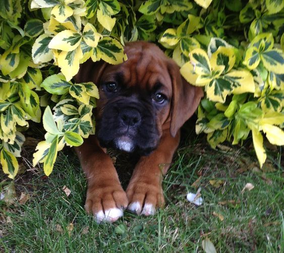 exterieur-pour-chien-